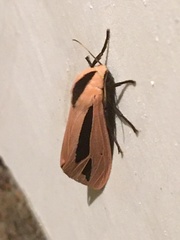 Creatonotos gangis-interrupta agg