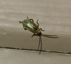 Diabrotica longicornis