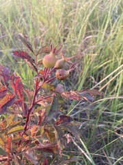 Rosa acicularis acicularis