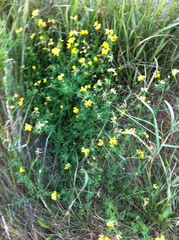 Lotus corniculatus corniculatus