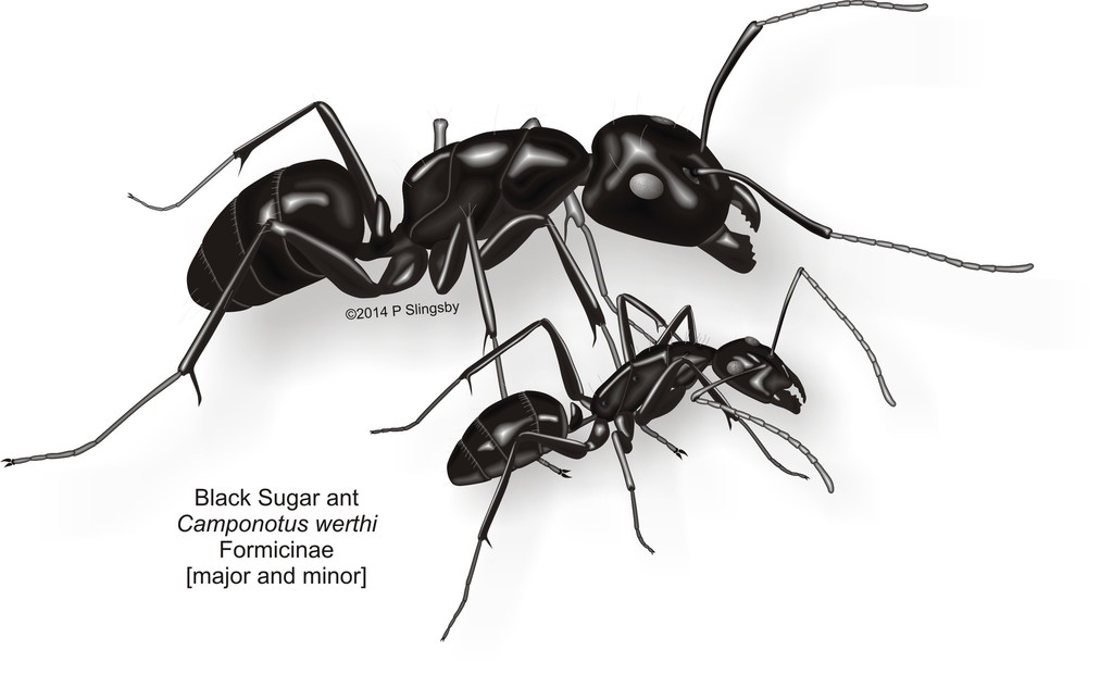 Camponotus werthi