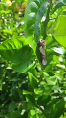 Heraclides cresphontes