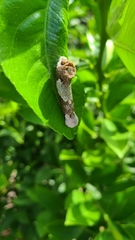 Heraclides cresphontes