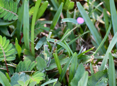 Emilia sonchifolia image