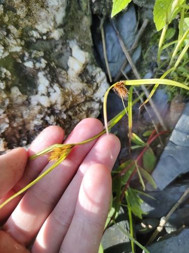Image of Carex sychnocephala by no rights reserved