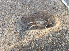 Macrobaenetes algodonensis