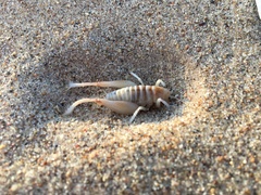 Macrobaenetes algodonensis