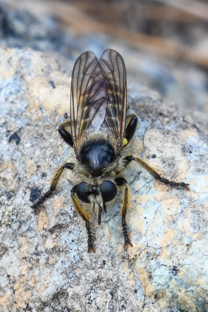 Laphria vivax