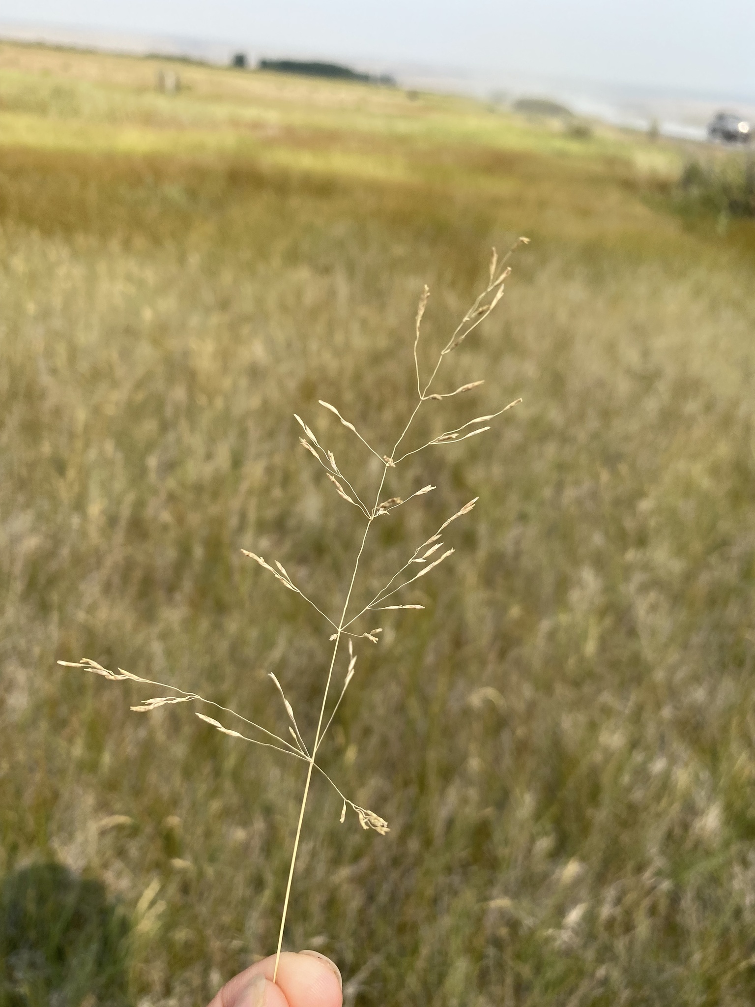 Puccinellia lemmonii