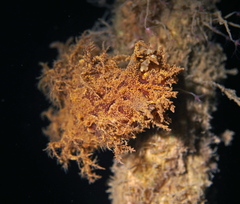 Dendronotus europaeus
