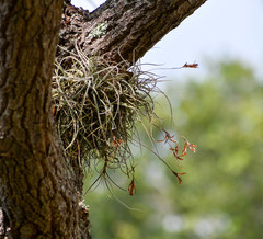 Tillandsia recurvata image