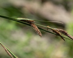 Carex senta