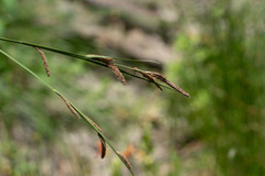 Carex senta