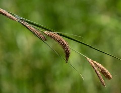 Carex senta