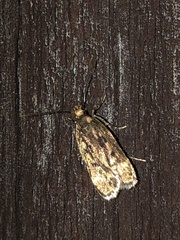 Martyringa latipennis