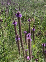 Verbena macdougalii