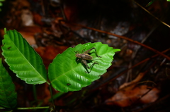 Lebinthus bitaeniatus