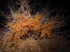 Dendronotus europaeus
