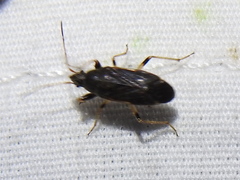 Perigenes similis