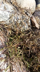Clematis montevidensis