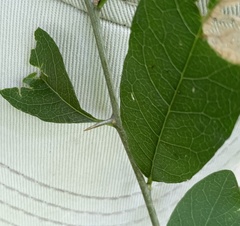 Sideroxylon lycioides