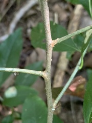 Sideroxylon lycioides