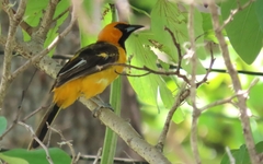Icterus pectoralis