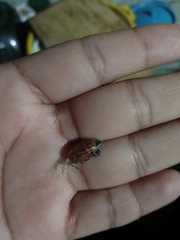 Cyclocephala lunulata