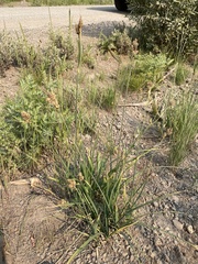 Carex raynoldsii