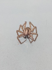 Agelenidae