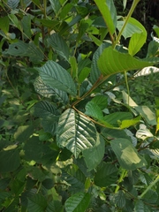 Alnus cremastogyne