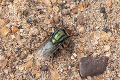 Cochliomyia