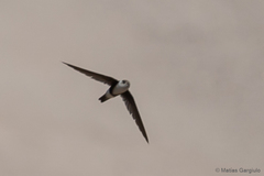 Aeronautes andecolus