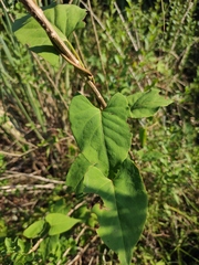 Reynoutria multiflora