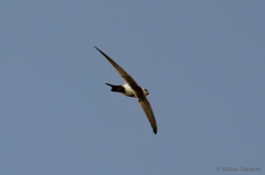 Aeronautes andecolus