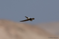 Aeronautes andecolus