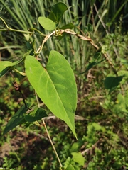 Reynoutria multiflora