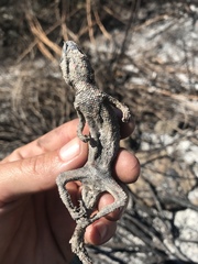 Sceloporus occidentalis becki