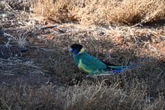 Barnardius zonarius zonarius