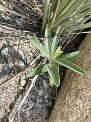 Asclepias hallii