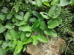 Smilax riparia