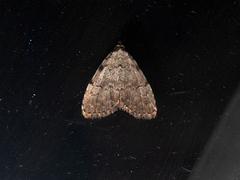 Dyspyralis puncticosta