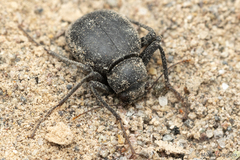 Philorea