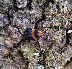 Calopteron reticulatum