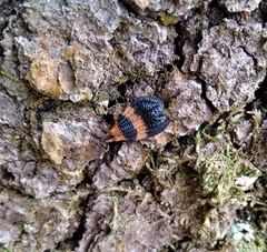 Calopteron reticulatum