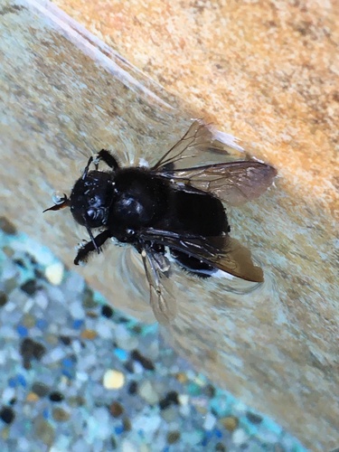 photo of Large Carpenter Bees (Xylocopa)