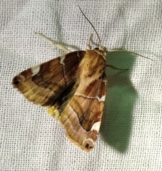 Cosmia diffinis