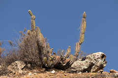Corryocactus brevistylus