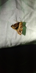 Cosmia diffinis