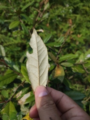 Elaeagnus lanceolata